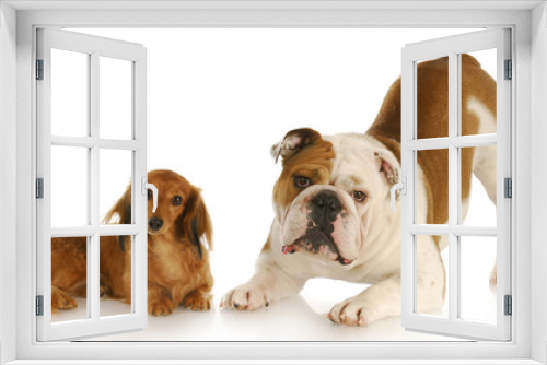 Fototapeta Naklejka Na Ścianę Okno 3D - two cute dogs