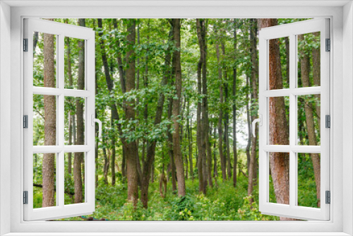 Fototapeta Naklejka Na Ścianę Okno 3D - View of a green forest at summer