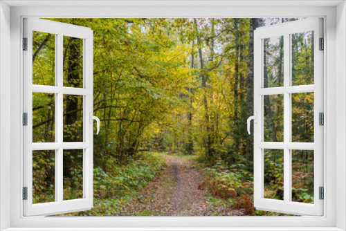 Fototapeta Naklejka Na Ścianę Okno 3D - Path in a Northern European Forest in Autumn