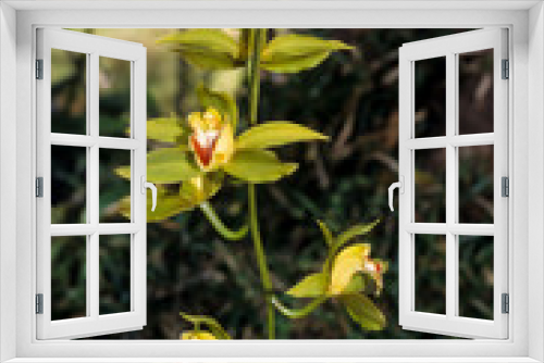 Fototapeta Naklejka Na Ścianę Okno 3D - Orchidée, Cymbidium lowianum