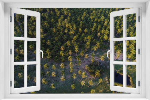 Fototapeta Naklejka Na Ścianę Okno 3D - Coconut palm plantation field with rural road aerial view