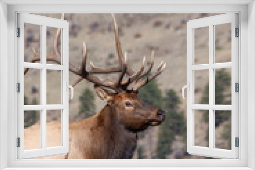Fototapeta Naklejka Na Ścianę Okno 3D - Bull Elk in Autumn in Colorado