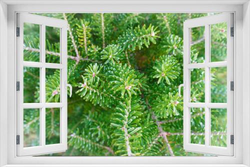 Fototapeta Naklejka Na Ścianę Okno 3D - Christmas background image. Fir branches