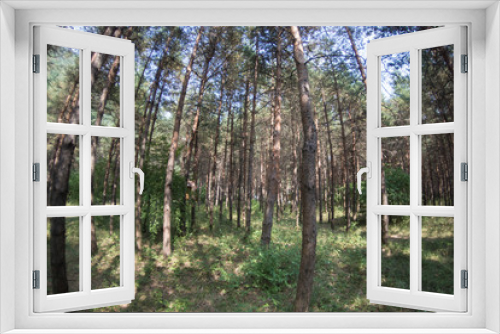 Fototapeta Naklejka Na Ścianę Okno 3D - Bark of Pine Tree close up. Beautiful pine forest at summer time.