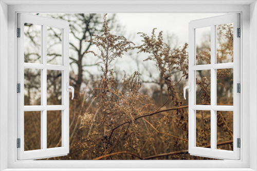 Fototapeta Naklejka Na Ścianę Okno 3D - dried goldenrod flower in a prairie in late afternoon winter light with bare trees in the background