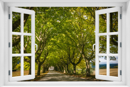 Fototapeta Naklejka Na Ścianę Okno 3D - Arco fatto con alberi
