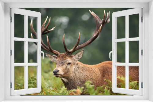 Fototapeta Naklejka Na Ścianę Okno 3D - Red deer stag during rutting season in autumn