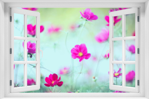 Fototapeta Naklejka Na Ścianę Okno 3D - beautiful natural background with pink flowers cosmea bloomed in the garden