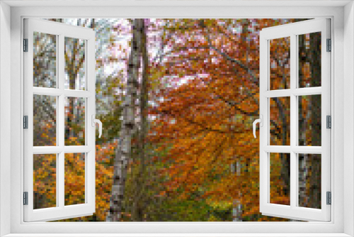 Fototapeta Naklejka Na Ścianę Okno 3D - Clumber Park autumn trees. Autumnal colours - tree in woodland. Background nature forest scene.