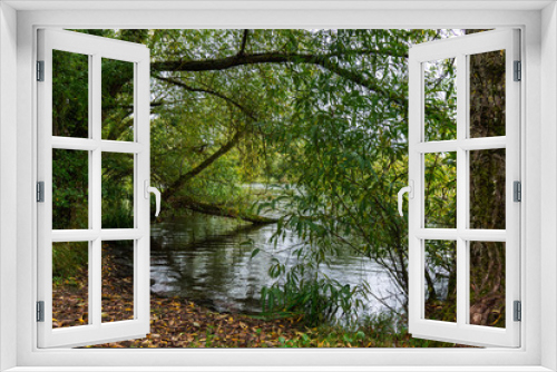 Fototapeta Naklejka Na Ścianę Okno 3D - trees leaning into river water standing on river bank
