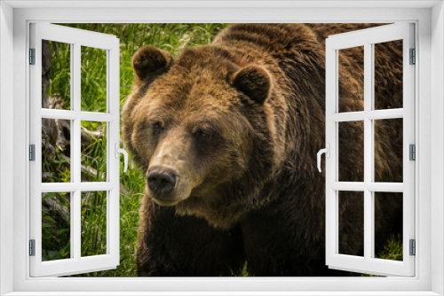 Fototapeta Naklejka Na Ścianę Okno 3D - Grizzly bear walking towards photographer. Very close dangerous animal.