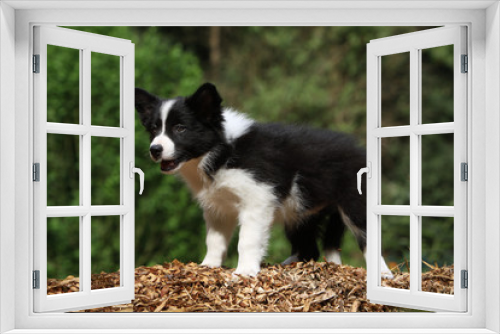 Fototapeta Naklejka Na Ścianę Okno 3D - regard perçant du border collie