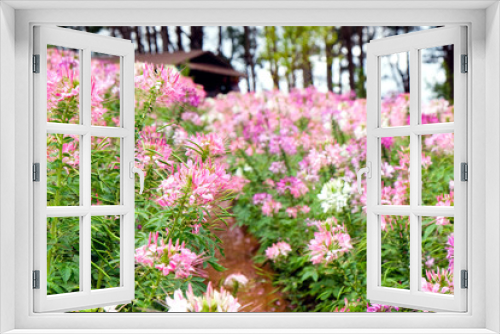 Fototapeta Naklejka Na Ścianę Okno 3D - Pink and white beautiful Spider flower in the garden