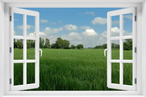 Fototapeta Naklejka Na Ścianę Okno 3D - field of green grass and blue sky