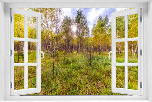 Fototapeta Naklejka Na Ścianę Okno 3D - Beautiful trees in autumn day in the forest near Moscow - nature of Russia.