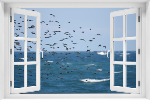 Fototapeta Naklejka Na Ścianę Okno 3D - 海を渡るヒヨドリの群れ