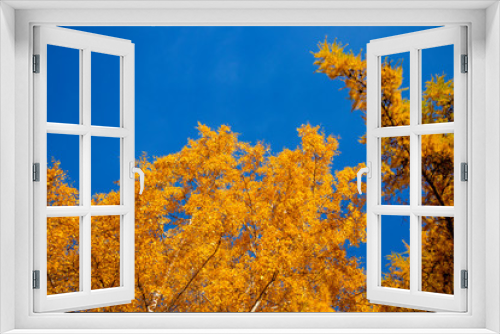 Fototapeta Naklejka Na Ścianę Okno 3D - Yellow tree - larch and birch with blue sky in the fall. Beautiful bright autumn view with leaves and branches lit by natural sunlight.