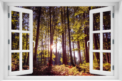 Fototapeta Naklejka Na Ścianę Okno 3D - Bavarian Forest View though trees to the stunning sun star