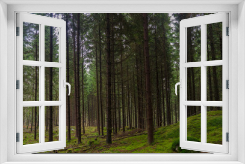 Fototapeta Naklejka Na Ścianę Okno 3D - Spruce forest