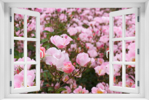 Fototapeta Naklejka Na Ścianę Okno 3D - Pink roses in the botanical garden
