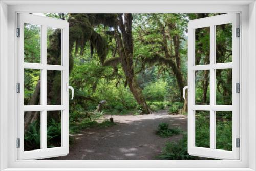 Fototapeta Naklejka Na Ścianę Okno 3D - Hoh Rain Forest, located near the Olympic Peninsula in western Washington State, North America. Hall of Mosses trail, American National Park. Protected Rain Forest with Giant Trees