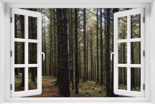 Fototapeta Naklejka Na Ścianę Okno 3D - A dark, moody forest on a rainy day