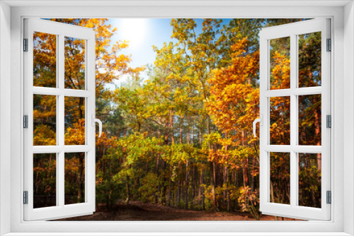 Fototapeta Naklejka Na Ścianę Okno 3D - Jesień w lesie 