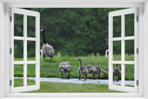 Fototapeta Naklejka Na Ścianę Okno 3D - Canadian Geese