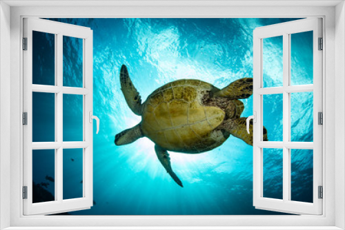 Fototapeta Naklejka Na Ścianę Okno 3D - Hawaiian Green Sea turtle on a coral reef in Maui
