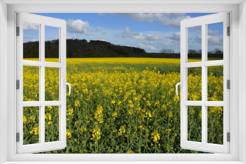 Fototapeta Naklejka Na Ścianę Okno 3D - champ de colza en Bourgogne France