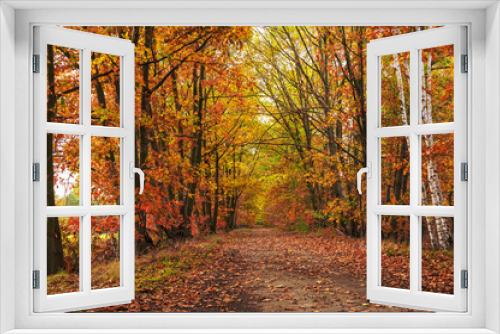 Fototapeta Naklejka Na Ścianę Okno 3D - Eine Allee im Herbst