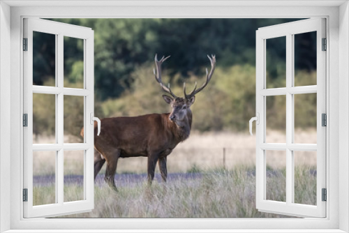 Fototapeta Naklejka Na Ścianę Okno 3D - Male Red Deer, in rut season, La Pampa, Argentina
