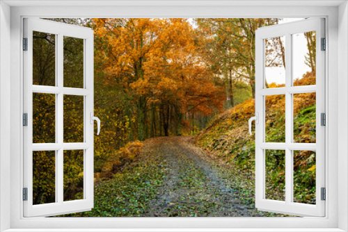 Fototapeta Naklejka Na Ścianę Okno 3D - road in autumn colorful forest