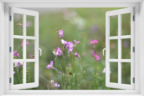 Fototapeta Naklejka Na Ścianę Okno 3D - Wildblumenwiese