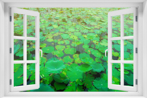 Fototapeta Naklejka Na Ścianę Okno 3D - Green lotus leaf field background
