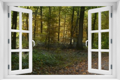 Fototapeta Naklejka Na Ścianę Okno 3D - Panorama von Herbstwald