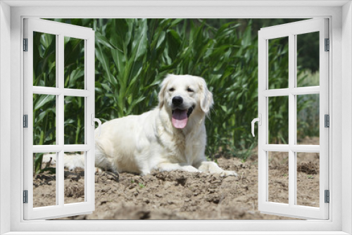 Fototapeta Naklejka Na Ścianę Okno 3D - chien adulte golden retriever allongé au repos
