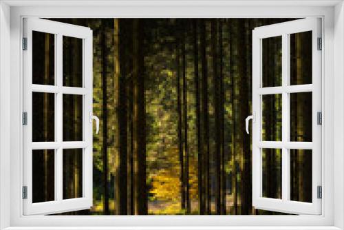 Fototapeta Naklejka Na Ścianę Okno 3D - une forêt automnale. Une forêt dans les Vosges. Une forêt de sapins vosgiens. Une forêt à Gérardmer. La lumière rasante dans une forêt en automne.