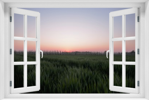 Fototapeta Naklejka Na Ścianę Okno 3D - sunset over wheat field