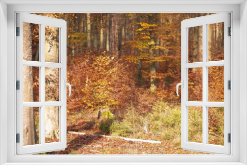 Fototapeta Naklejka Na Ścianę Okno 3D - Autumnal nature in sunny day