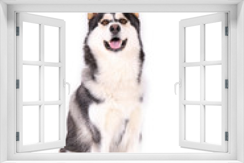 Fototapeta Naklejka Na Ścianę Okno 3D - Portrait of young beautiful funny husky dog sitting with its tongue out on white isolated background. Smiling face of domestic pure bred dog with pointy ears. Close up, copy space.