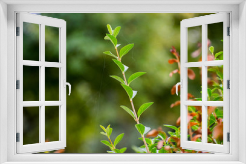 Fototapeta Naklejka Na Ścianę Okno 3D - green leaves of a tree in spring