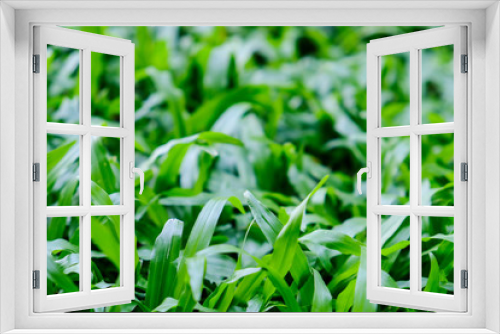 Fototapeta Naklejka Na Ścianę Okno 3D - Macro malaysia grass texture background
