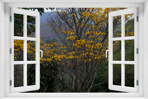 Fototapeta Naklejka Na Ścianę Okno 3D - Yellow trumpet flowers on a tree in nature - tropical spring concept