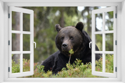 Fototapeta Naklejka Na Ścianę Okno 3D - Brown bear in the summer forest. Front view. Green forest natural background. Scientific name: Ursus arctos. Natural habitat. Summer season.
