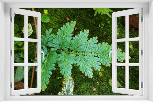 Fototapeta Naklejka Na Ścianę Okno 3D - Blue fern leaf close up