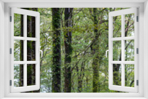 Fototapeta Naklejka Na Ścianę Okno 3D - Idless woodland cornwall england uk 