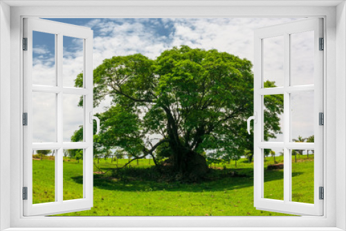 Fototapeta Naklejka Na Ścianę Okno 3D - Árvore IMG_9796