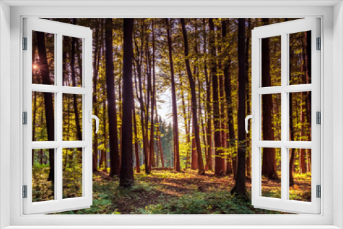 Fototapeta Naklejka Na Ścianę Okno 3D - Bavarian Forest walk through in green summer impressions