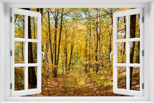 Fototapeta Naklejka Na Ścianę Okno 3D - Scenery, Fall colours, Woods